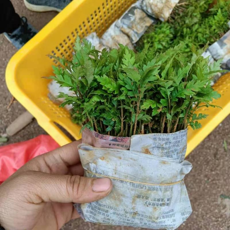 【优选】杨梅树苗杨梅芽苗杨梅苗实生杨梅苗包邮