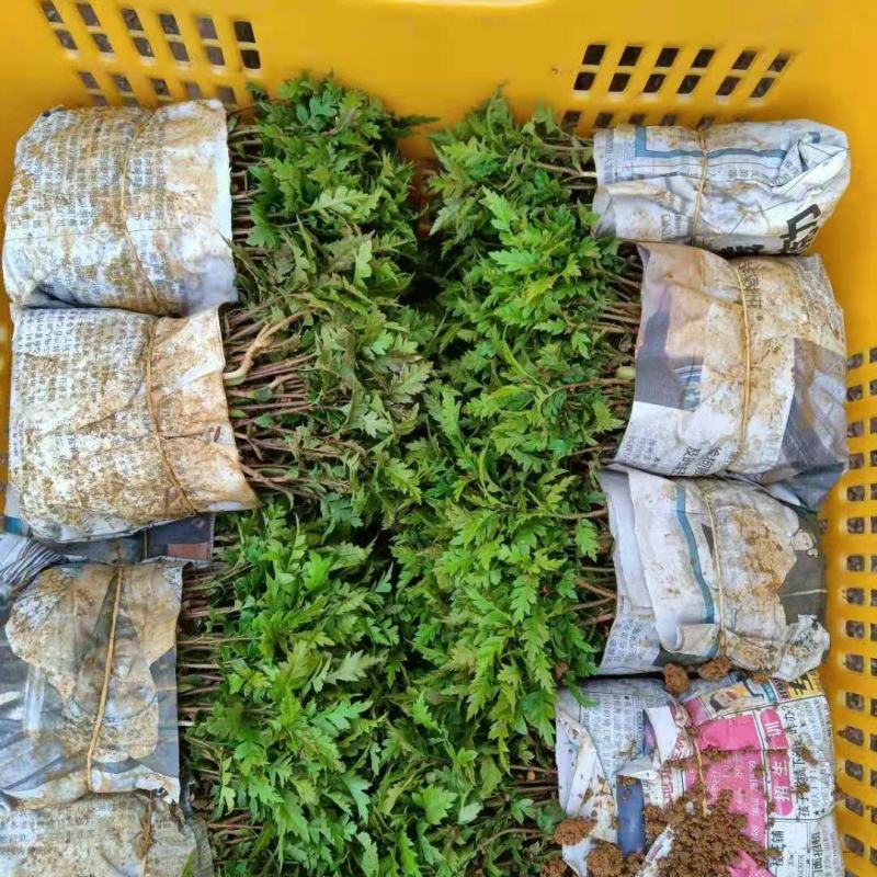 【优选】杨梅树苗杨梅芽苗杨梅苗实生杨梅苗包邮