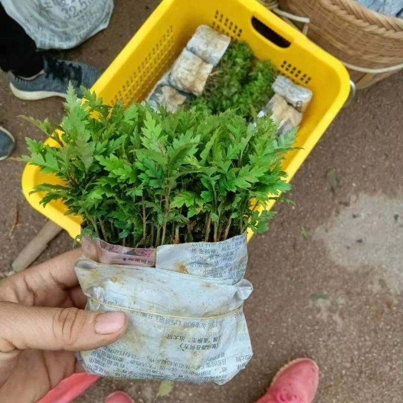 【优选】杨梅树苗杨梅芽苗杨梅苗实生杨梅苗包邮