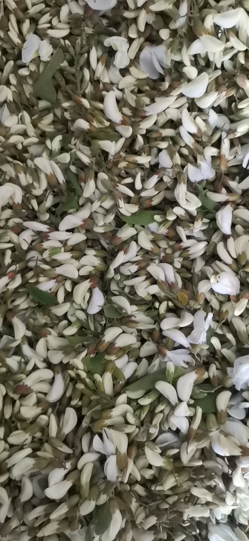 4月16号槐花上市了一天两千斤货量速来抢购吧
