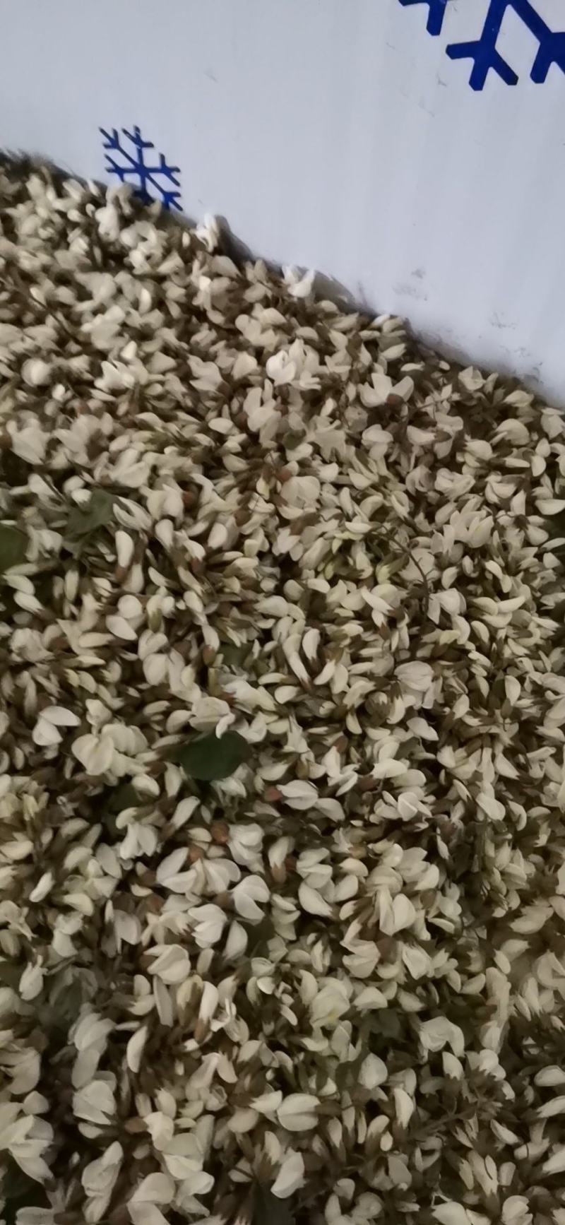 4月16号槐花上市了一天两千斤货量速来抢购吧