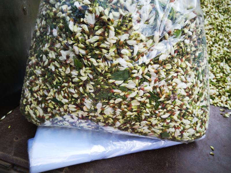 4月16号槐花上市了一天两千斤货量速来抢购吧