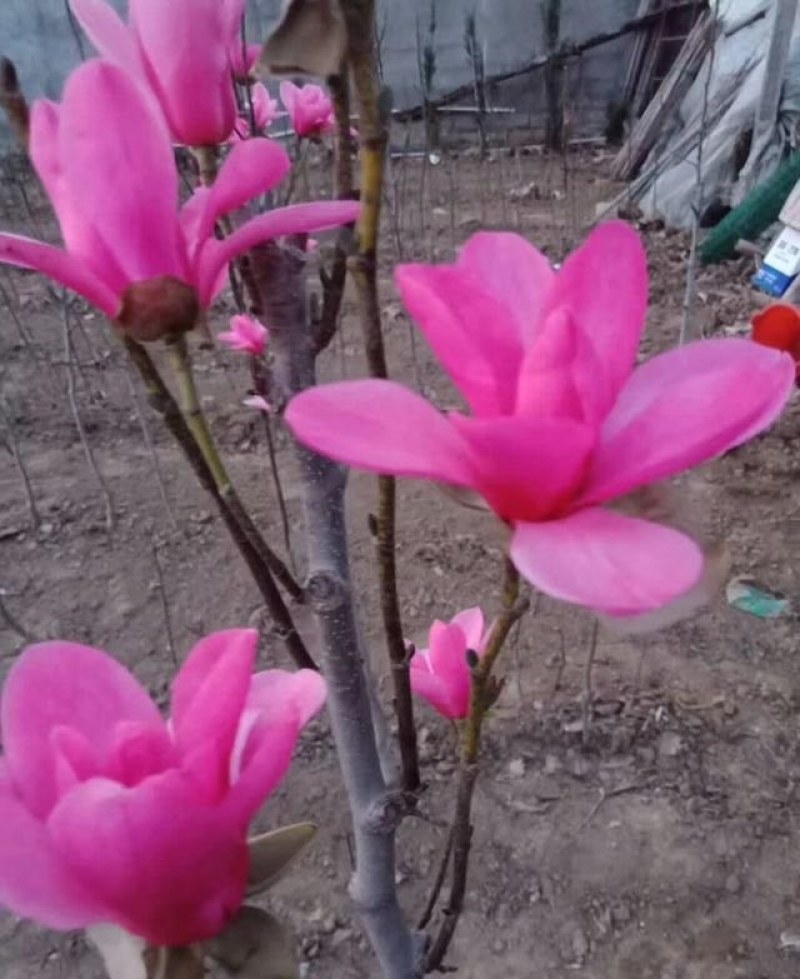 玉兰苗,紫玉兰树苗，红玉兰白玉兰黄玉兰广玉兰庭院玉兰树苗