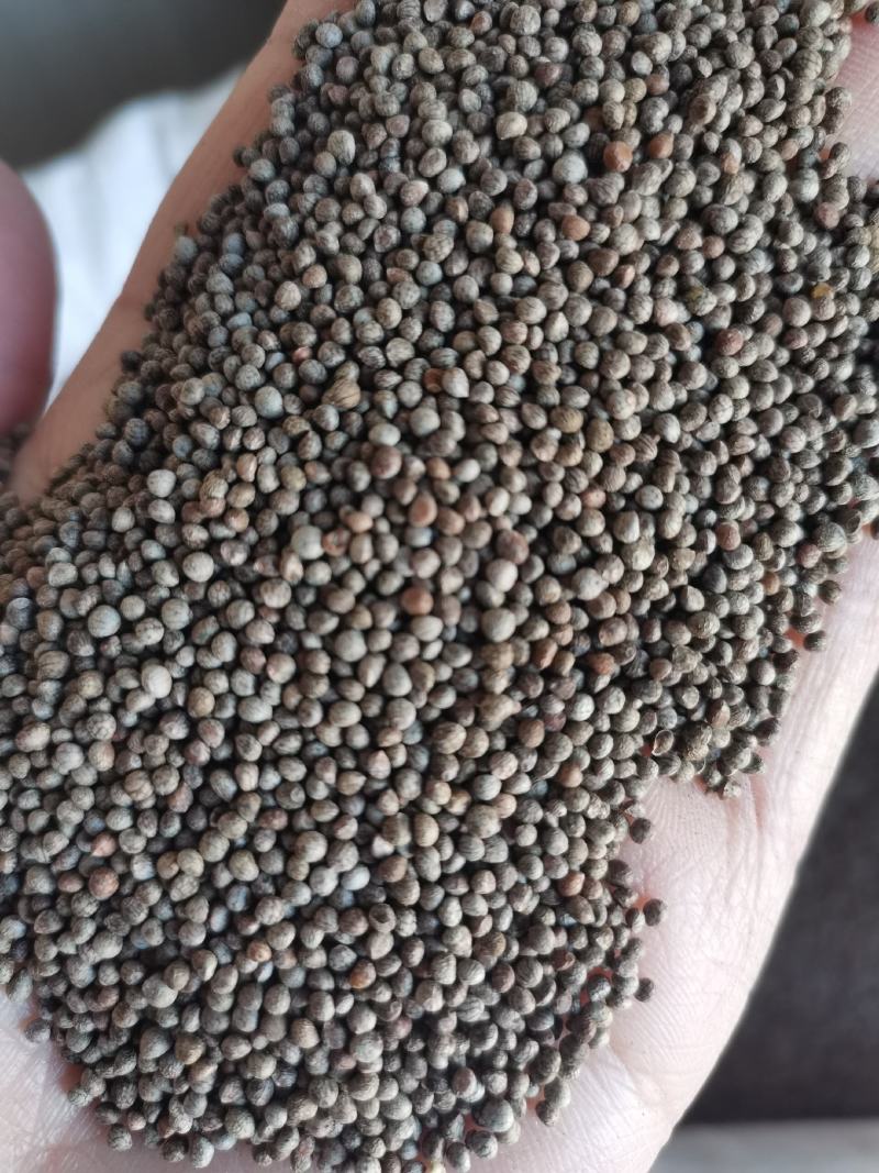 紫苏子正品药用非油苏子干净无杂实拍