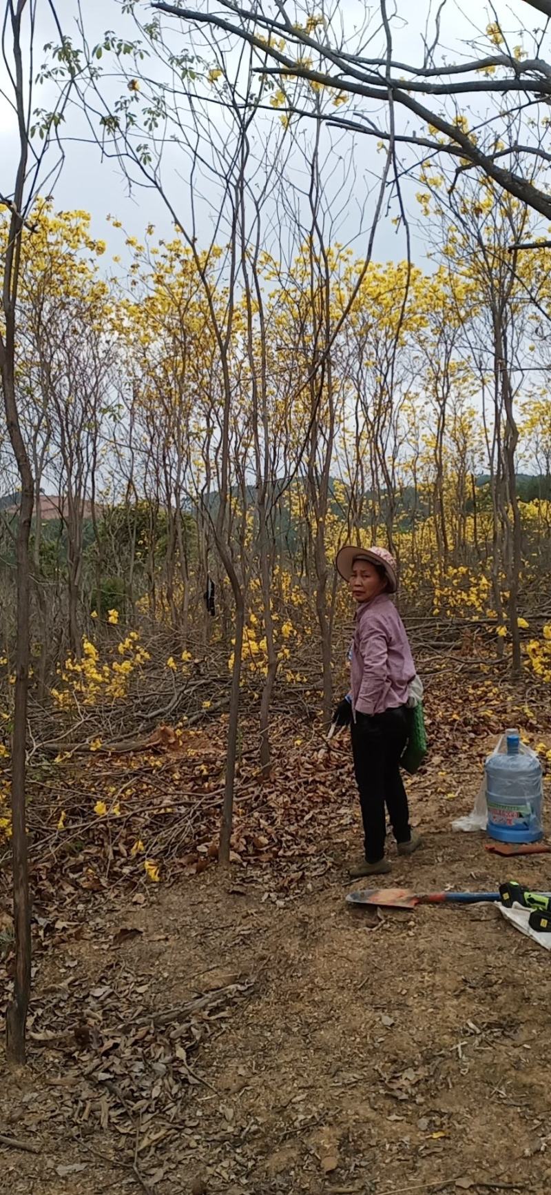 多花黄花风铃木出售2000棵左右
