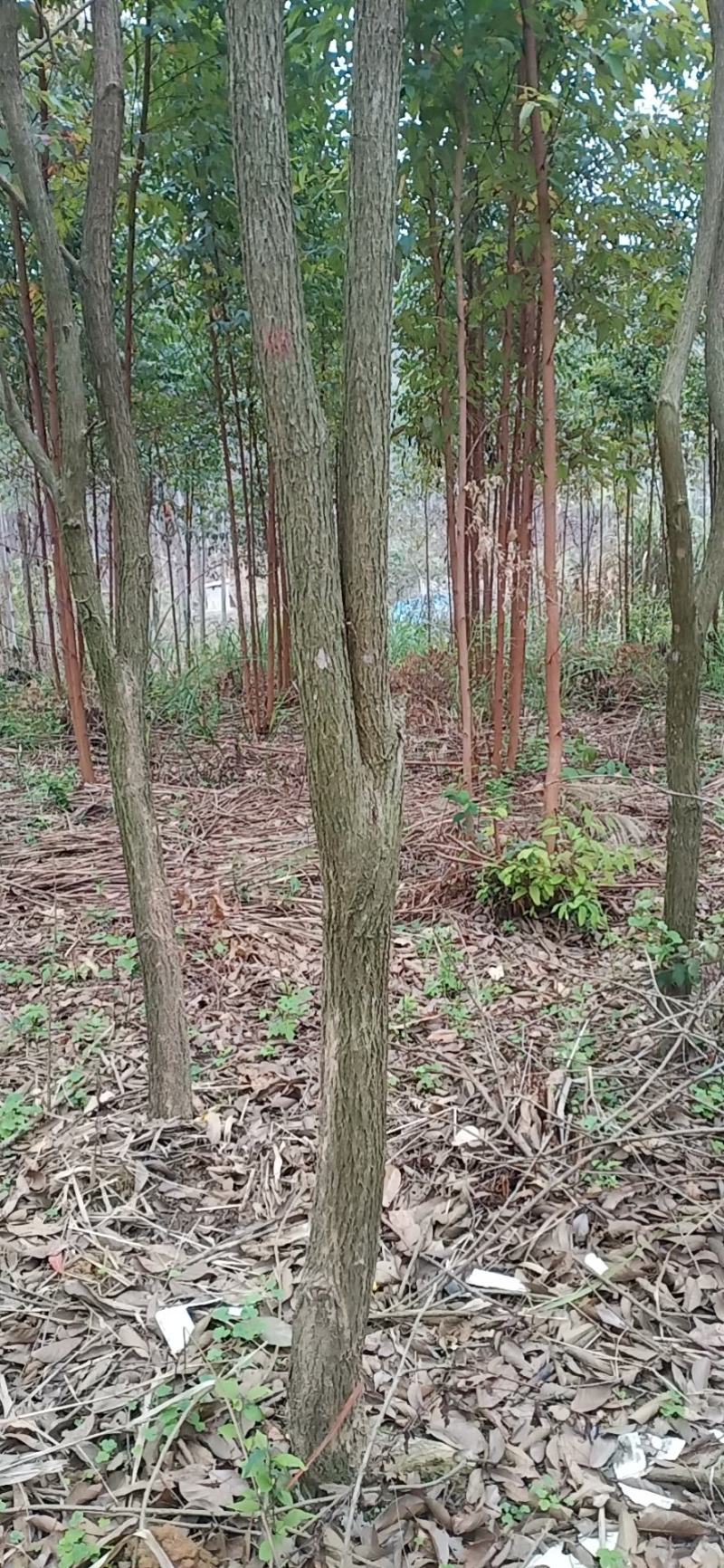 多花黄花风铃木出售2000棵左右