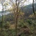 多花黄花风铃木出售2000棵左右