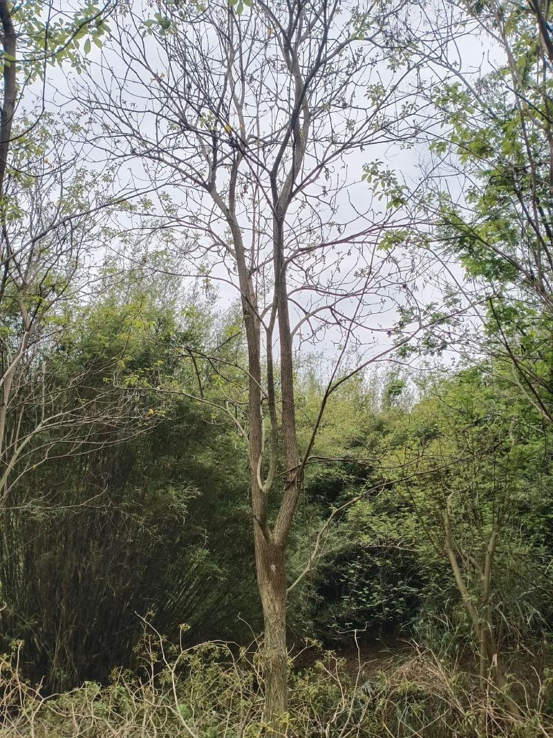 多花黄花风铃木出售2000棵左右