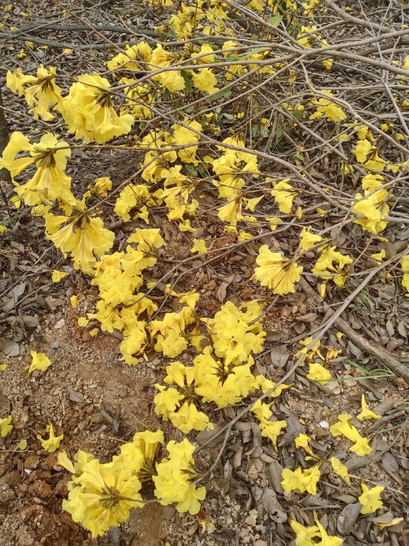 多花黄花风铃木出售2000棵左右
