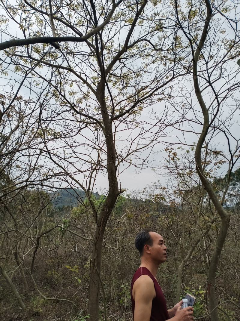 多花黄花风铃木出售2000棵左右