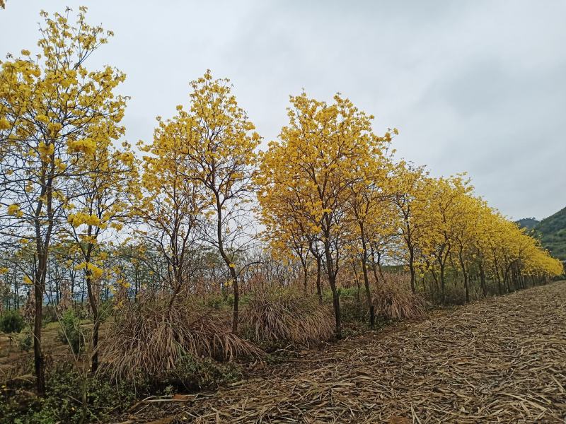 多花黄花风铃木出售2000棵左右
