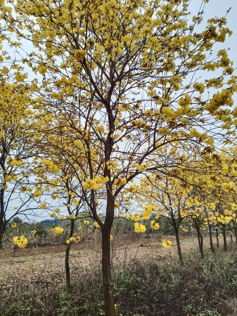 多花黄花风铃木出售2000棵左右