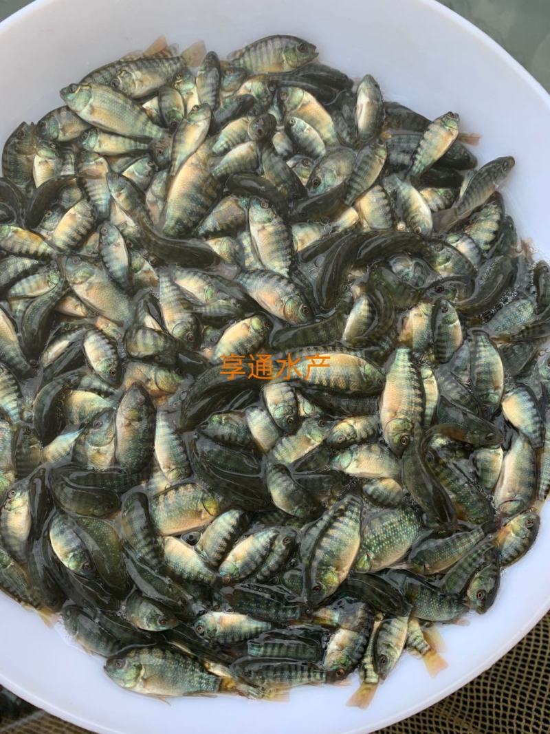 罗非鱼苗吉富罗非鱼苗海南一号罗非鱼苗