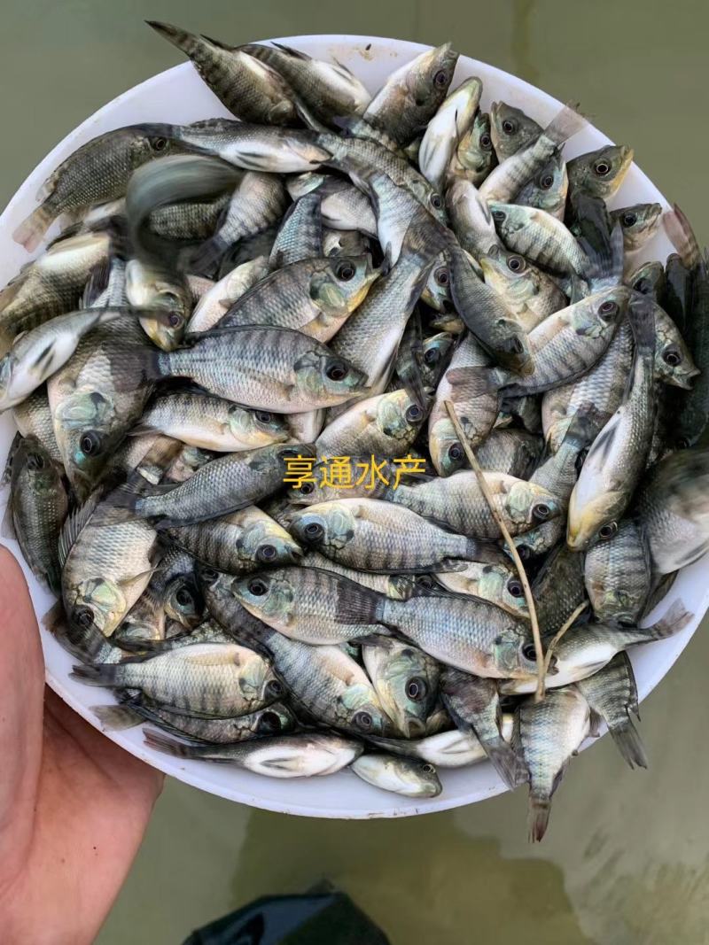罗非鱼苗吉富罗非鱼苗海南一号罗非鱼苗