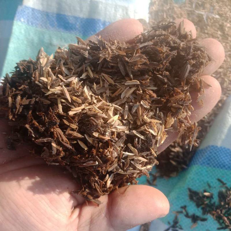 牛粪分离稻壳已发酵，发酵纯牛粪量大从优，欢迎采购