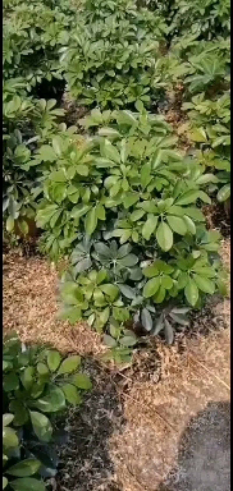 鸭脚木招财树，吸取甲醛释放氧气，
