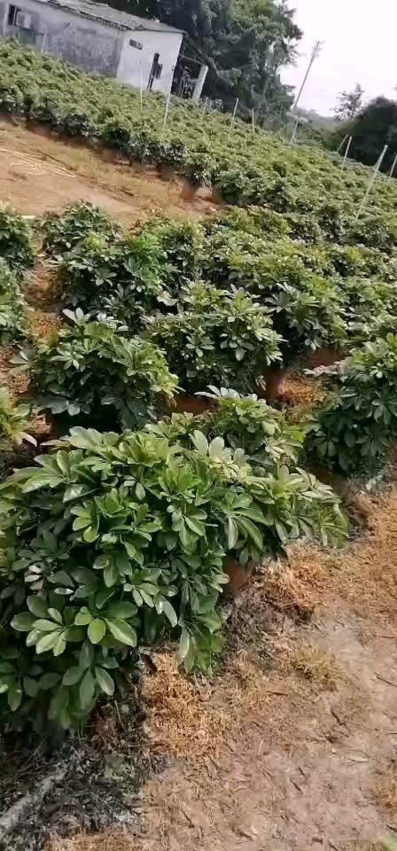 鸭脚木招财树，吸取甲醛释放氧气，