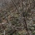 石榴苗泰山红石榴苗价格基地直销突尼斯软籽石榴苗