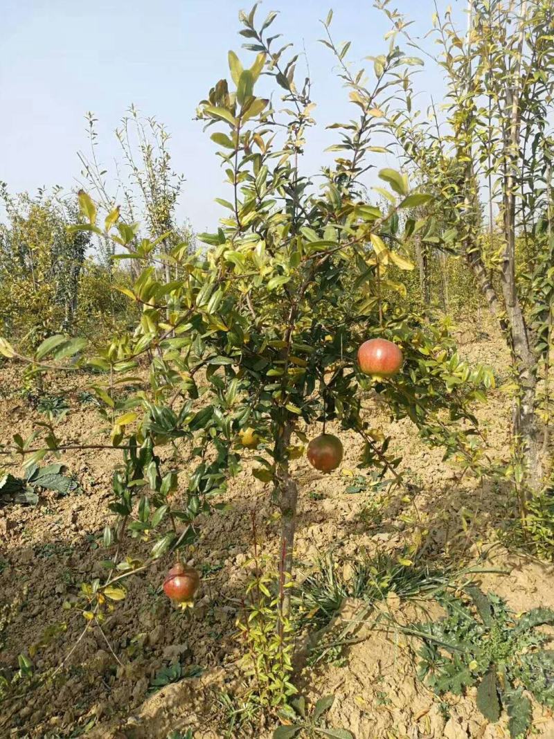 石榴苗泰山红石榴苗价格基地直销突尼斯软籽石榴苗