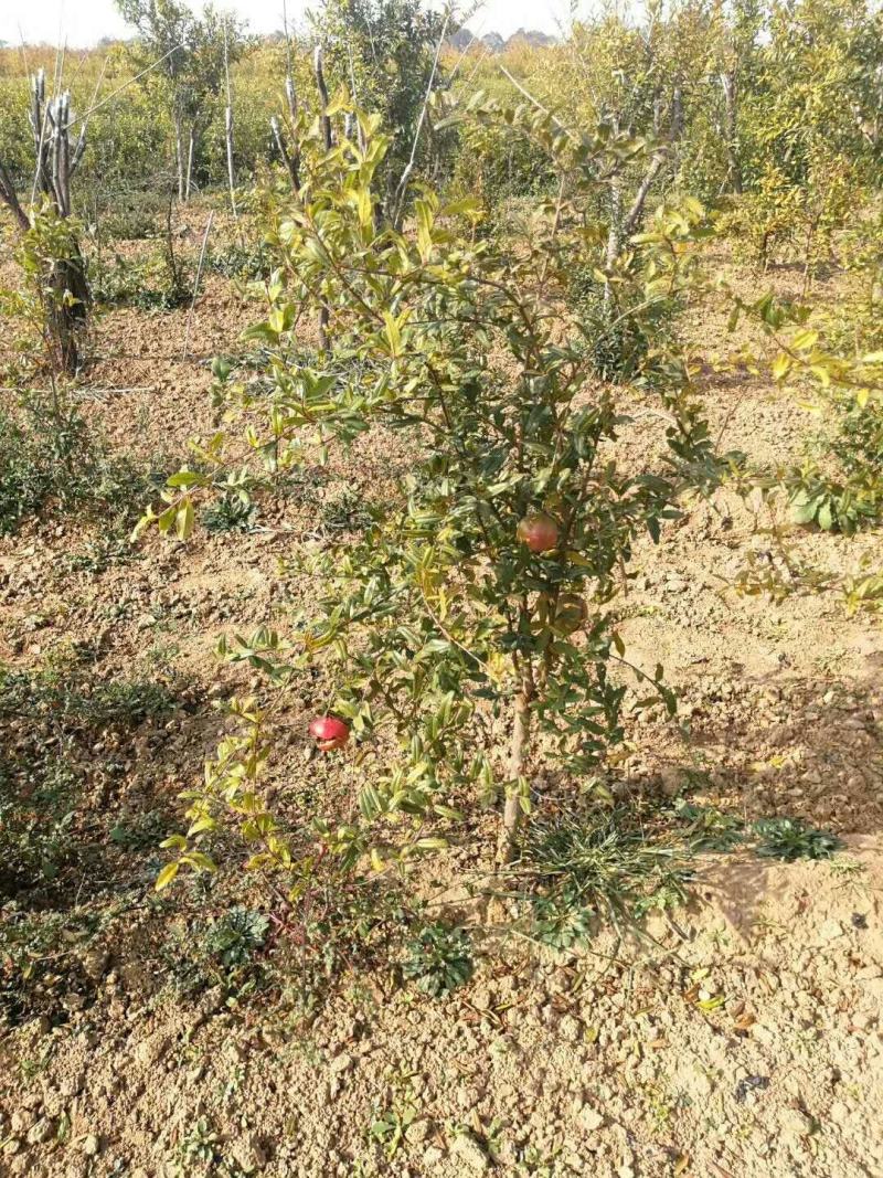 石榴苗泰山红石榴苗价格基地直销突尼斯软籽石榴苗