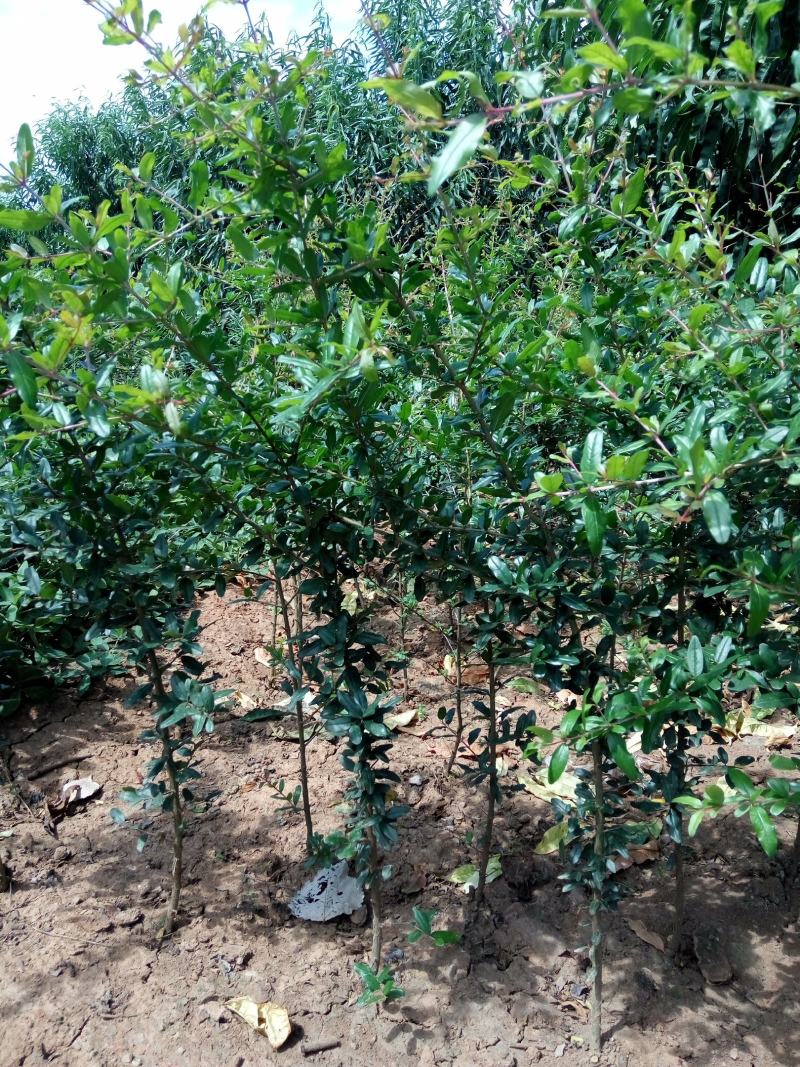 石榴苗泰山红石榴苗价格基地直销突尼斯软籽石榴苗