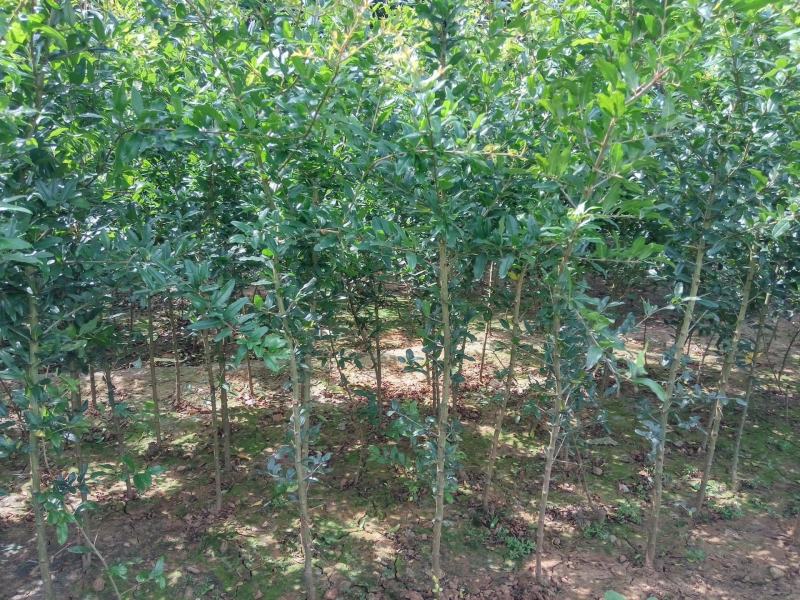 石榴苗泰山红石榴苗价格基地直销突尼斯软籽石榴苗