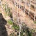 石榴苗泰山红石榴苗价格基地直销突尼斯软籽石榴苗