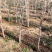 石榴苗泰山红石榴苗价格基地直销突尼斯软籽石榴苗