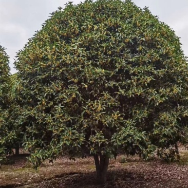 桂花树批量供应，金桂，冠幅饱满匀称成活率高