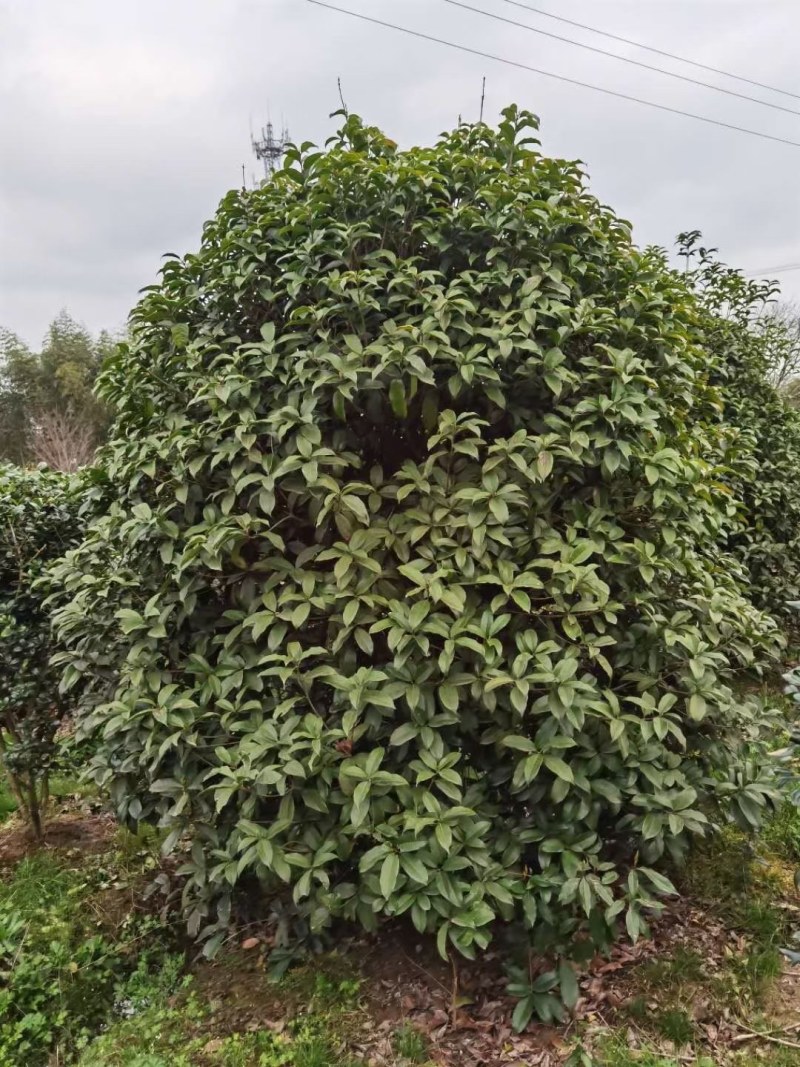 桂花树批量供应，金桂，冠幅饱满匀称成活率高
