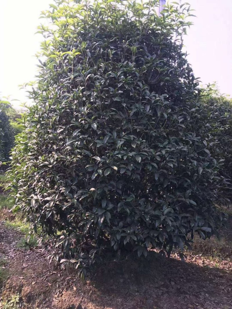 桂花树批量供应，金桂，冠幅饱满匀称成活率高