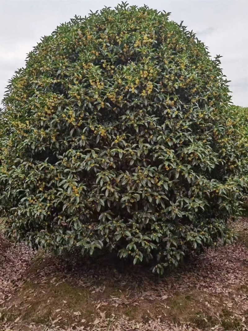 桂花树批量供应，金桂，冠幅饱满匀称成活率高