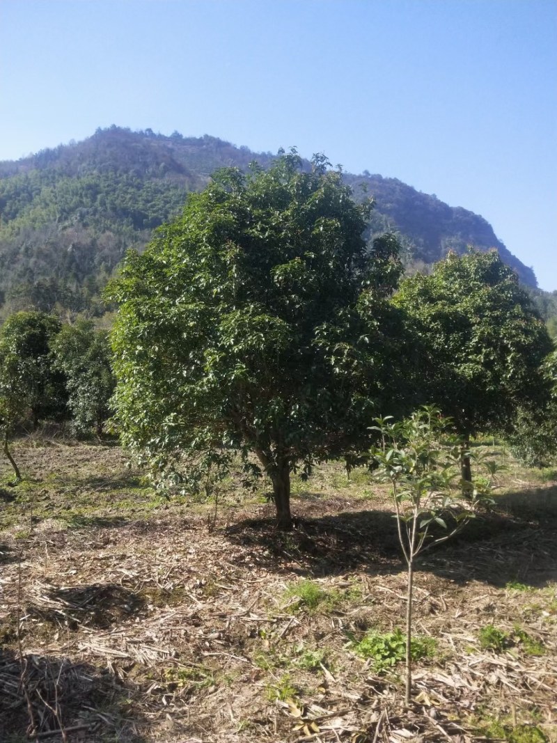 桂花树批量供应，金桂，冠幅饱满匀称成活率高