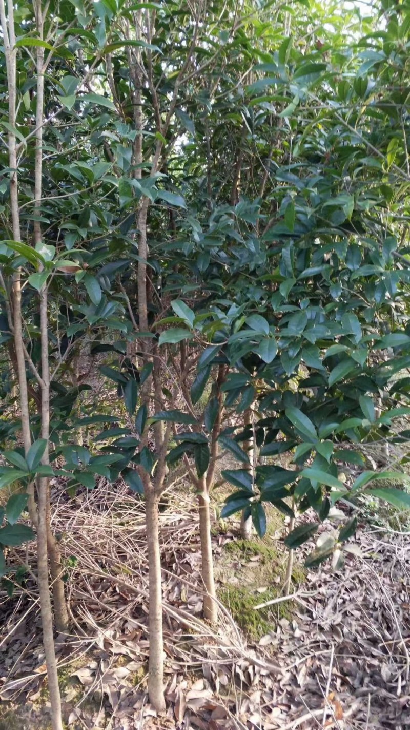 桂花树批量供应，金桂，冠幅饱满匀称成活率高