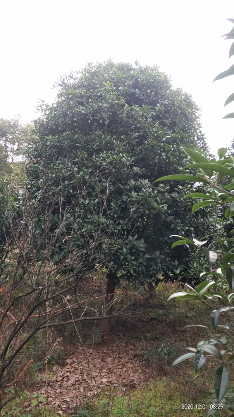 桂花树批量供应，金桂，冠幅饱满匀称成活率高