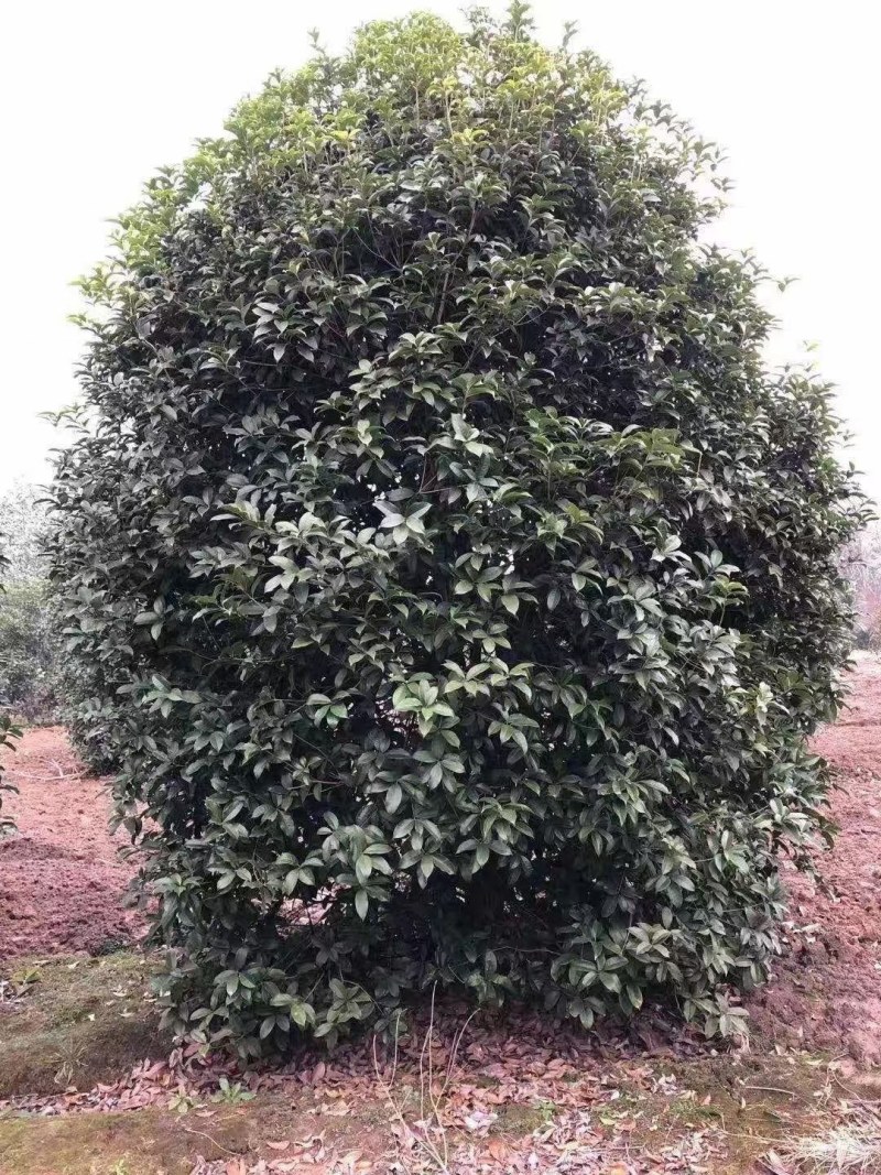 桂花树批量供应，金桂，冠幅饱满匀称成活率高