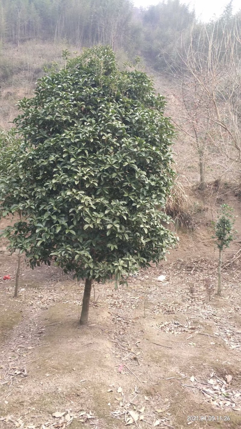 桂花树批量供应，金桂，冠幅饱满匀称成活率高