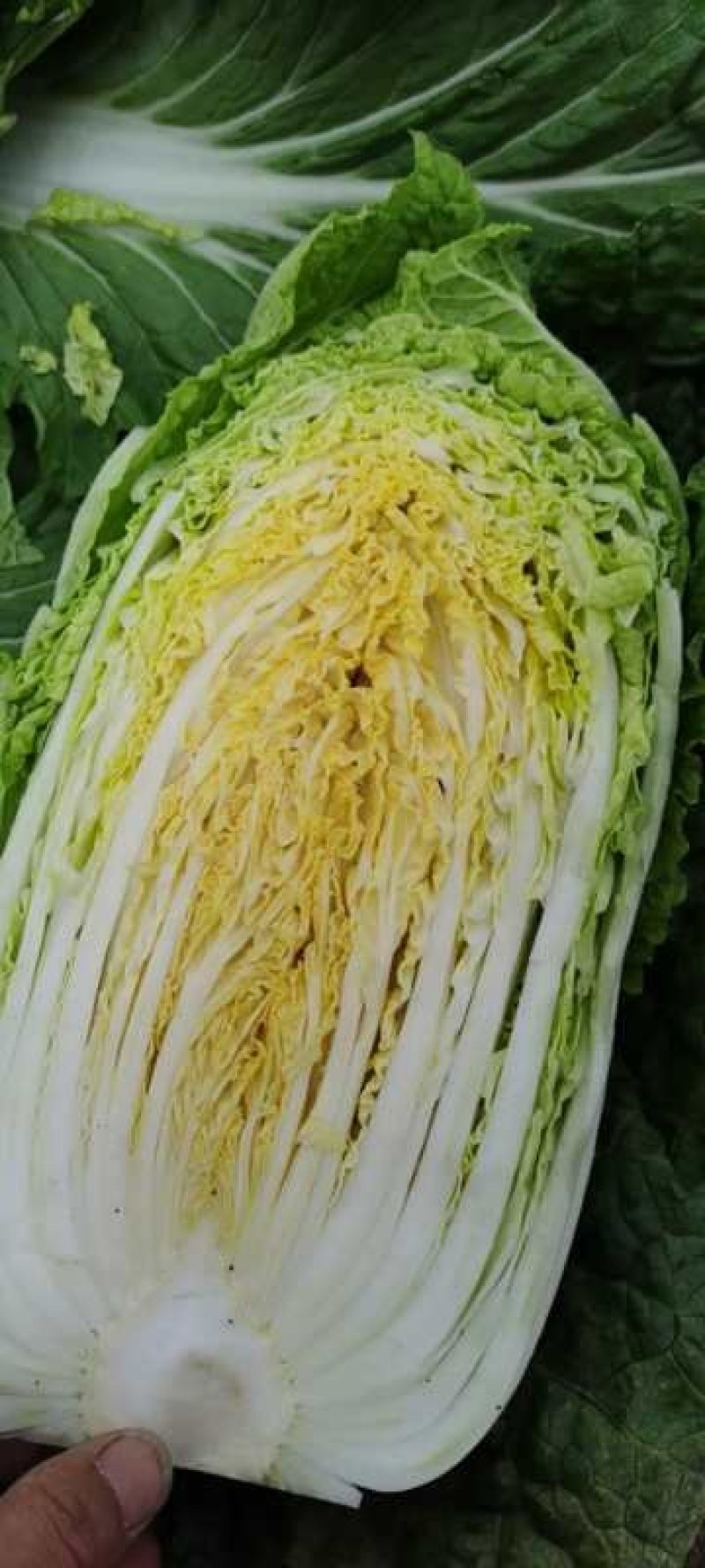 山东黄心大白菜4—6斤大量上市，质量优，产地直销