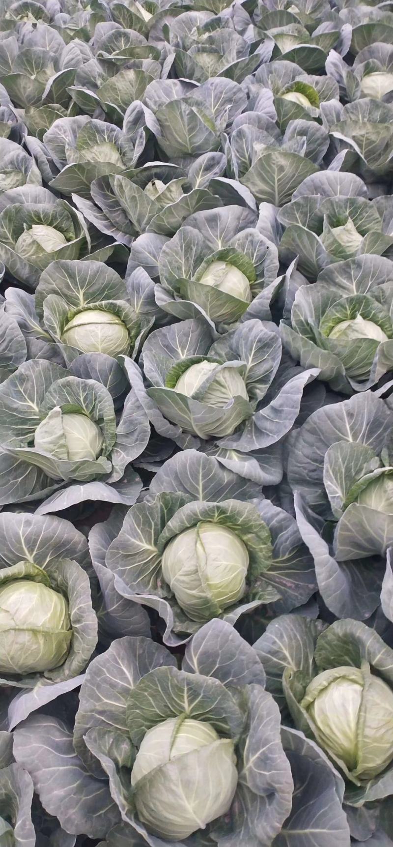 【热卖】精选圆包菜甘蓝，产地直发，量大从优视频看货