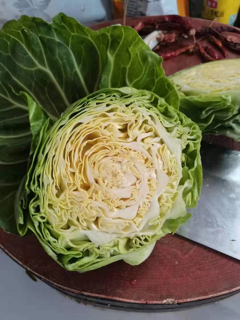 【热卖】精选圆包菜甘蓝，产地直发，量大从优视频看货