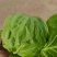 【热卖】精选圆包菜甘蓝，产地直发，量大从优视频看货