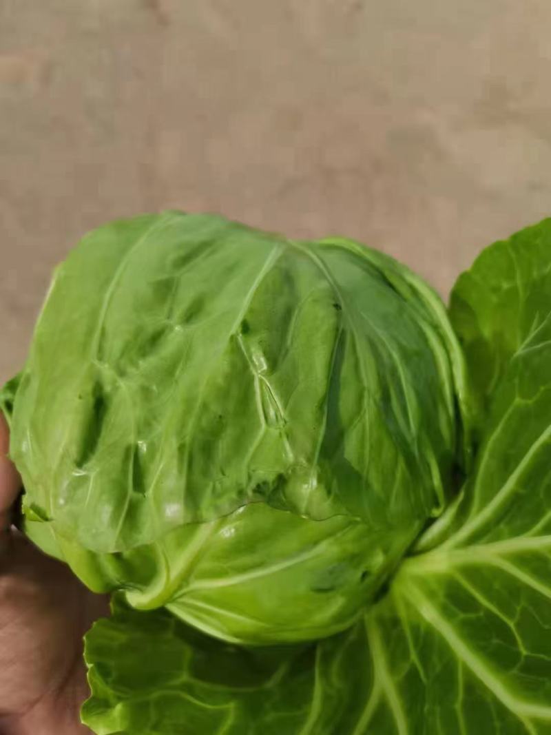 【热卖】精选圆包菜甘蓝，产地直发，量大从优视频看货