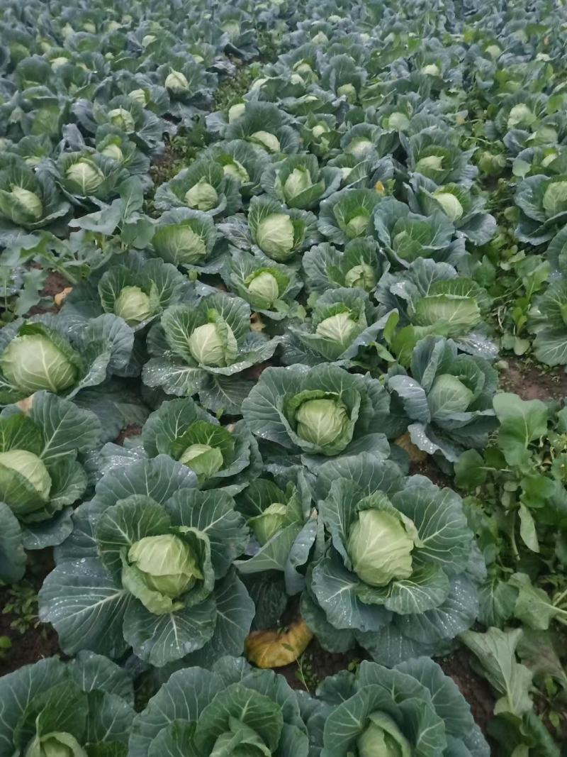 【热卖】精选圆包菜甘蓝，产地直发，量大从优视频看货