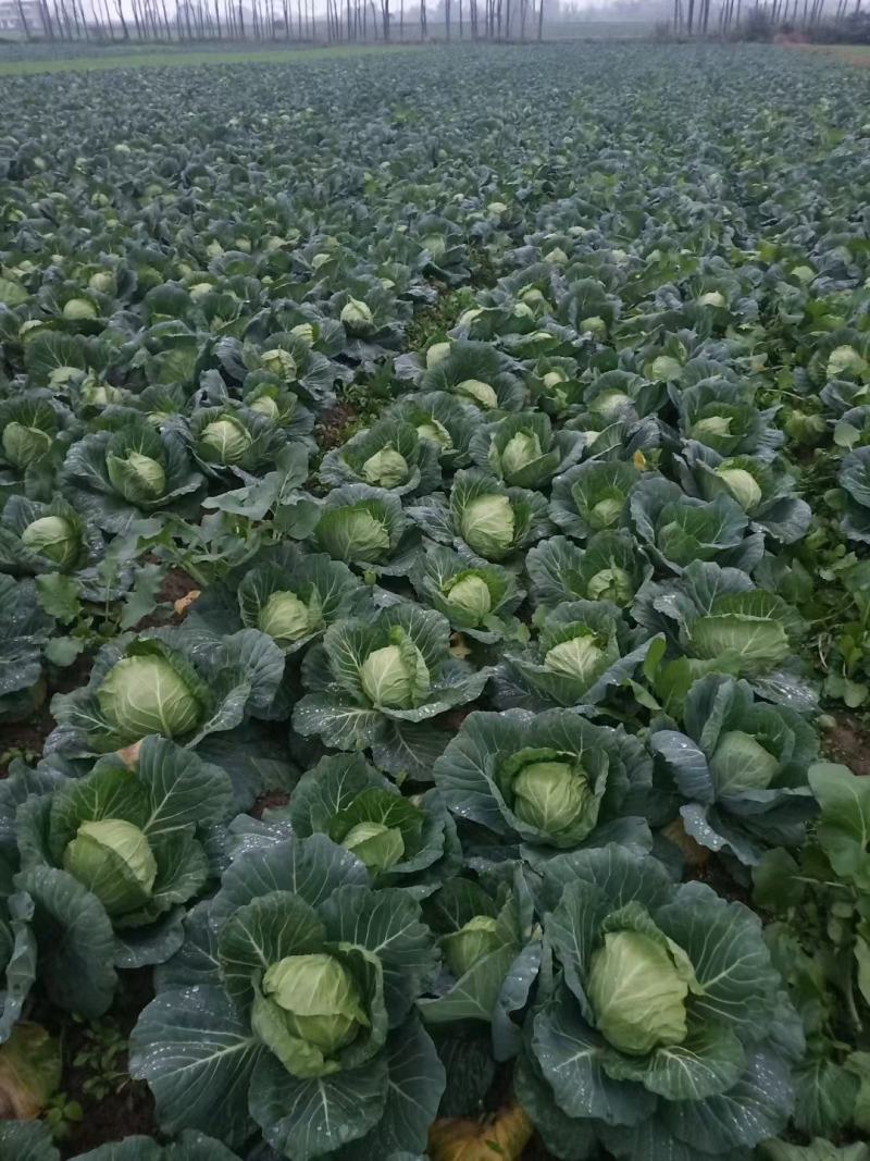 【热卖】精选圆包菜甘蓝，产地直发，量大从优视频看货