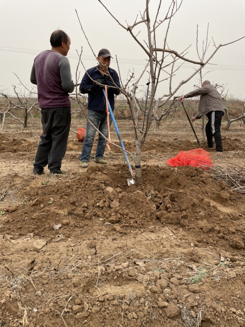 山西5公分脆甜柿子树，运城6公分阳丰甜柿子树