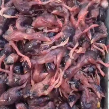 脱毛小鹌鹑，可做宠物饲料