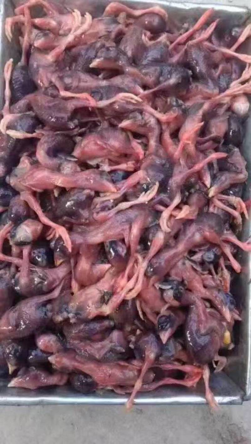 脱毛小鹌鹑，可做宠物饲料
