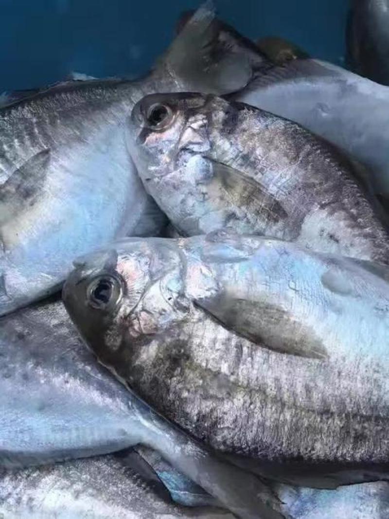 东山肉鲳鱼，深海鲳鱼，南鲳鱼，肉鲳鱼一件代发