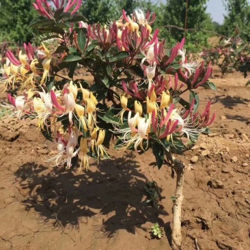 红色金银苗树形四季金银花苗当年开花快递包邮