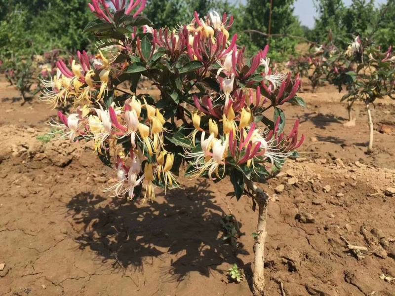 红色金银苗树形四季金银花苗当年开花快递包邮